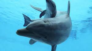 34 esemplari di cetacei avvistati ogni anno e 8 spiaggiamenti di squali e mante. I dati di Arpat