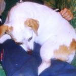 canina