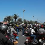 motoincontro pulce scarburato