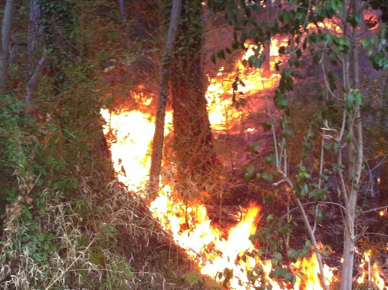 Divampa un incendio sulle colline di Camaiore. Allerta per le vicine abitazioni