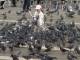 Una colonia di piccioni popola il cavalcavia Barsacchi, allarme malattie tra i residenti