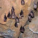 PIPISTRELLI
