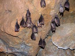 ALLA SCOPERTA DEI PIPISTRELLI CON LE “BAT-NIGHT”