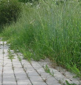 &#8220;Tagliate l&#8217;erba nel parco di via Menini&#8221;