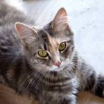 bubola