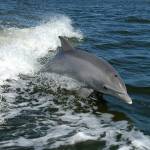800px Bottlenose Dolphin KSC04pd01781