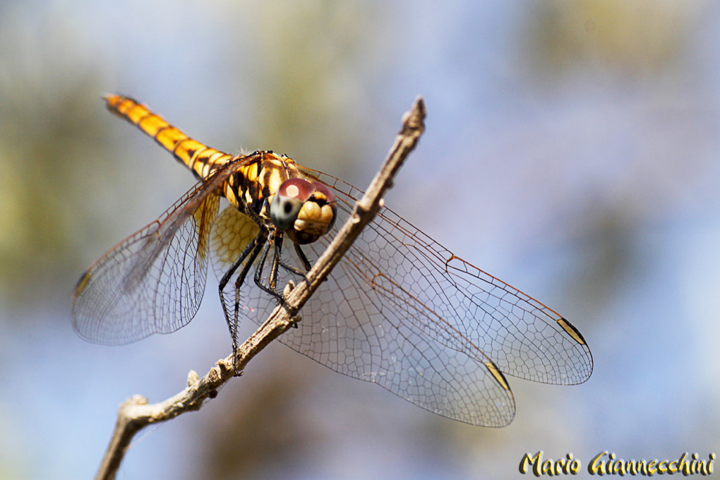 (foto Mario Giannecchini)