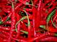 Il peperoncino versiliese bio-ecologico come risposta sana e sicura al cibi contaminati