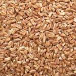 farro