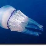 medusa rizosthoma pulmo