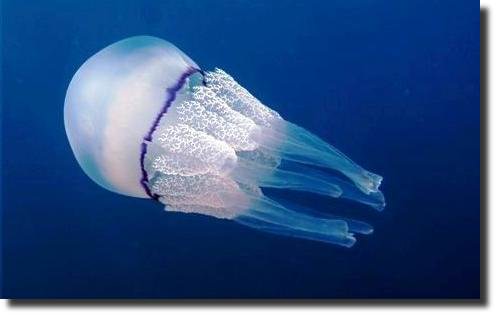 LE MEDUSE INVADONO IL PORTO, PRONTO INTERVENTO DELLA GUARDIA COSTIERA