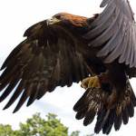 257px-Golden_Eagle_in_flight_-_5 257px Golden Eagle in flight 5