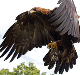 UCCISA UN’AQUILA REALE NEL GRUPPO DELLE PANIE