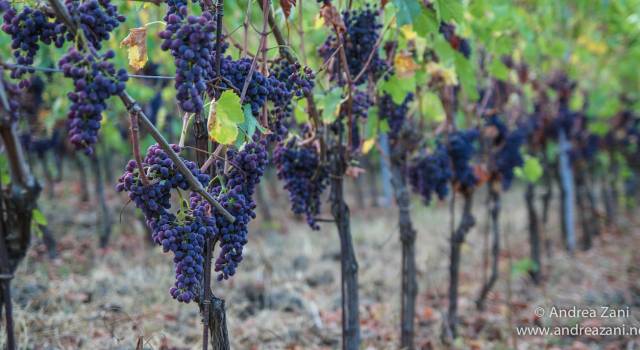 2 milioni di euro per la viticoltura toscana