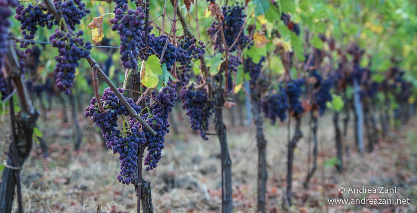 Sostegno per la riconversione dei vigneti, scade il termine per le domande