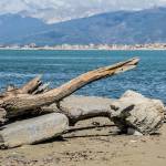 spiaggia, tronco, mare, apuane (foto Andrea Zani)