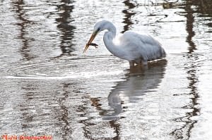 foto Mario Giannecchini