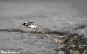 piovanello uccello (foto Mario Giannecchini)