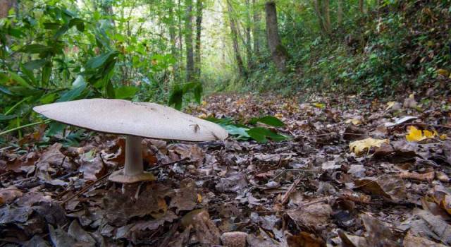 Cercatore di funghi cade nel bosco. Salvato dal Soccorso Alpino
