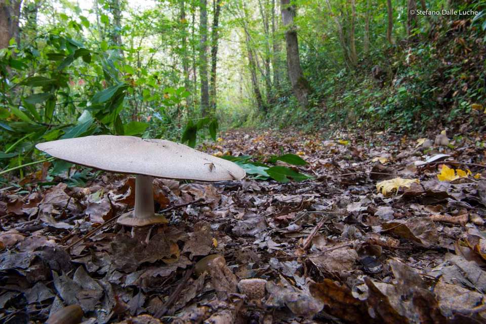 Cercatore di funghi cade nel bosco. Salvato dal Soccorso Alpino