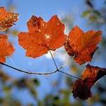 AUTUNNO