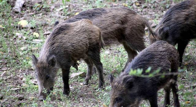 &#8220;Un cinghiale è apparso dal canneto, si è scagliato contro di me ed il mio cane&#8221;: paura in Darsena per una donna