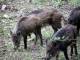 Cinghiale ferito ucciso a Massarosa: animalisti presentano denuncia alla procura