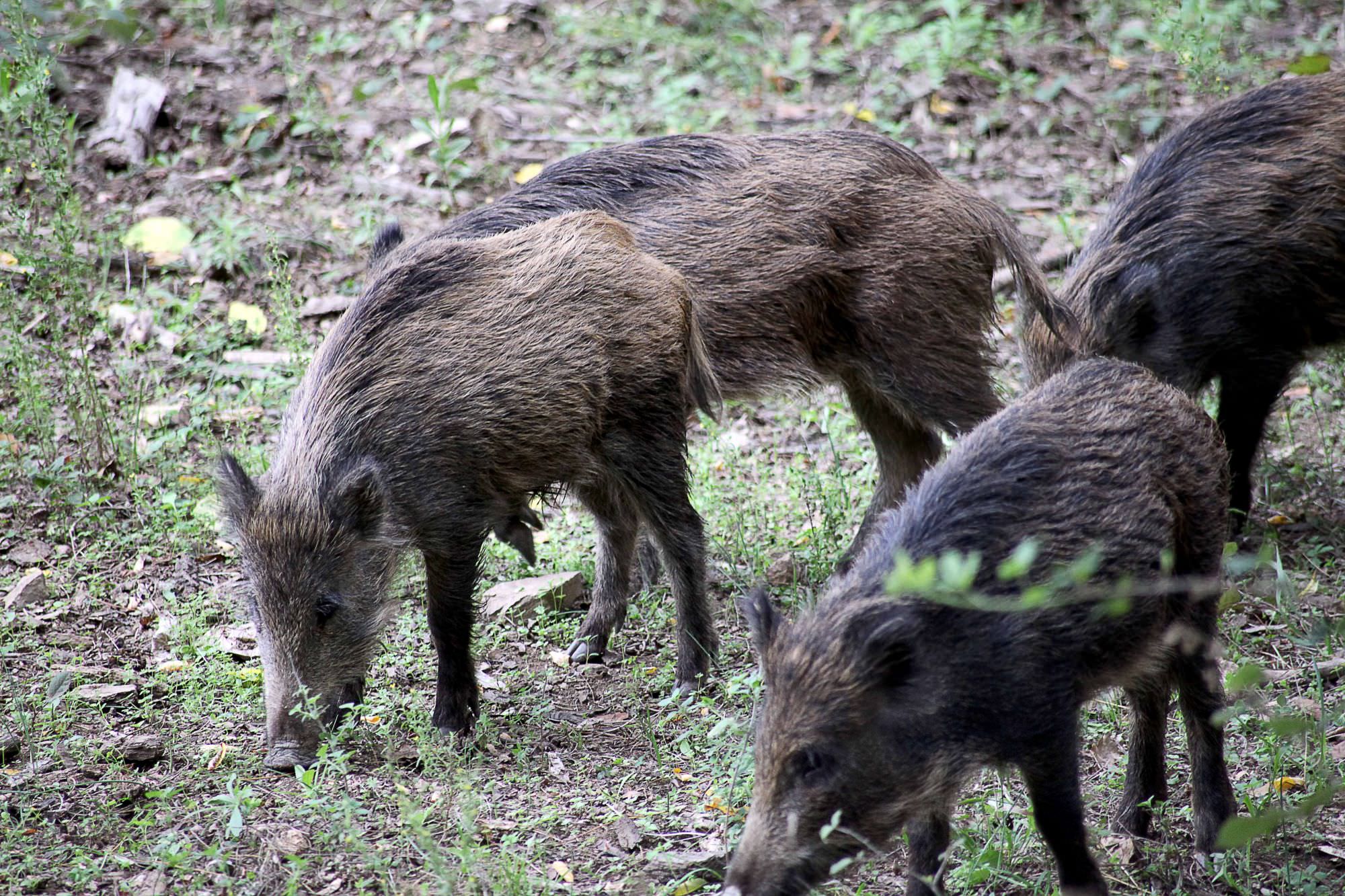 “Un cinghiale è apparso dal canneto, si è scagliato contro di me ed il mio cane”: paura in Darsena per una donna