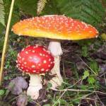 FUNGHI