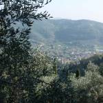collina monti colline massarosa olivo oliveto (foto Marco Pomella)