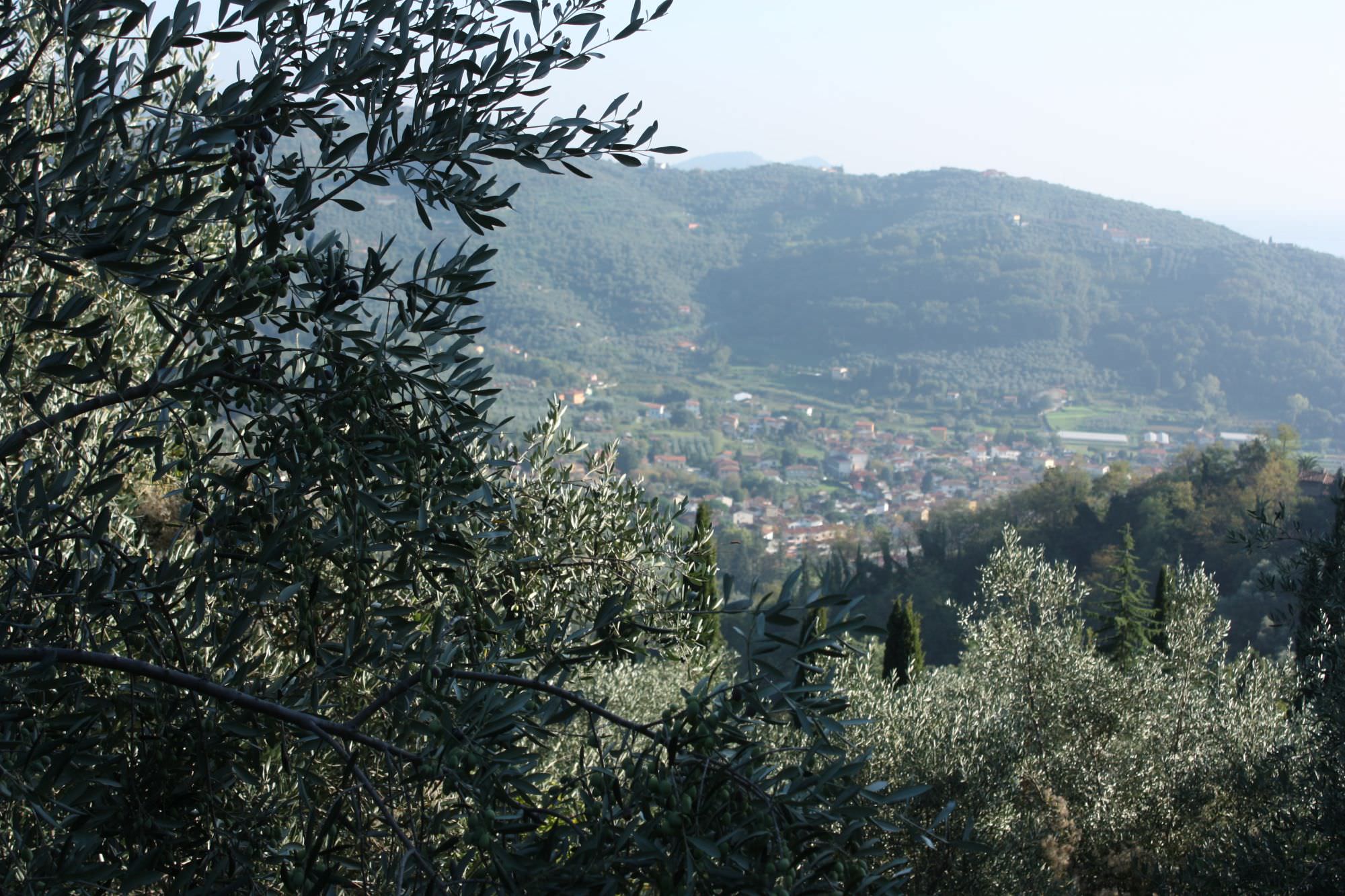 Cade da un olivo, grave a Massarosa