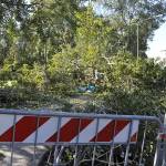 morto in pineta, pioppo (foto Roberto Paglianti)