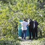 morto in pineta pioppo (foto Roberto Paglianti)