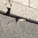 topo morto passeggiata (foto Viareggio_Inc)