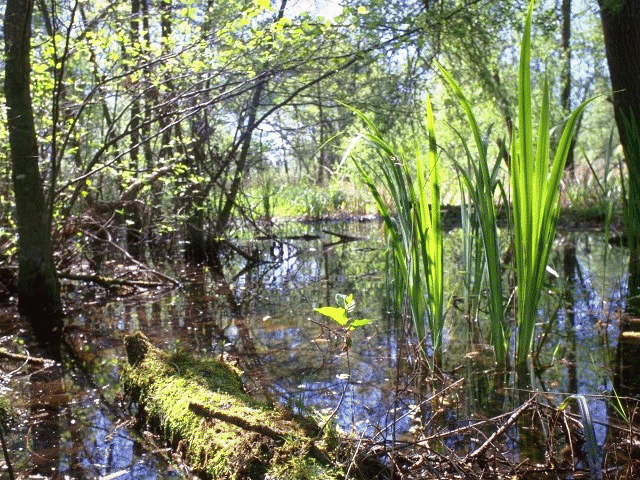 LA PRESIDENZA DELL’ANPIL PER IL LAGO DI PORTA PASSA A PIETRASANTA