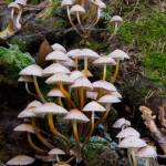 Raccolta funghi e tartufi in zona Parco: le nuove regole 1 (foto Stefano Dalle Luche)