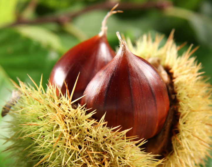 Stagione incerta per le castagne della Garfagnana