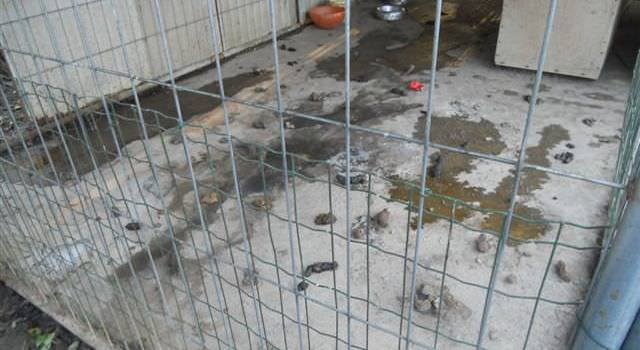 Canile abusivo a Lido di Camaiore, scatta l&#8217;ordinanza di demolizione