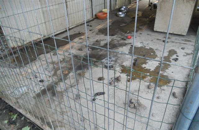 Canile abusivo a Lido di Camaiore, scatta l’ordinanza di demolizione