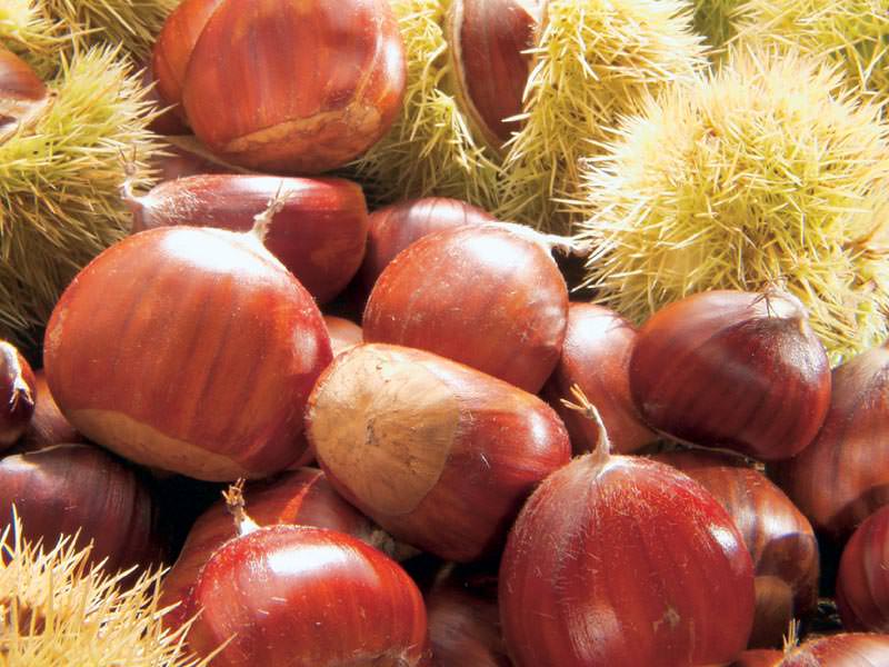 CASTAGNE, FARINA DI NECCIO KO CAUSA SICCITÀ: PRODUZIONE IN CALO DEL 90%