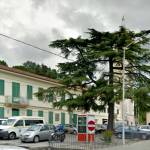cedro foto