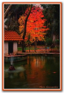 (foto Mario Giannecchini)