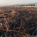 legno tronchi spiaggia forte dei marmi