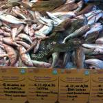 Foto banco pesce Imp91AC31