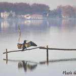 lago uccello acquatico (foto Mario Giannecchini)