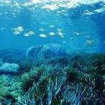 mare mare