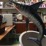 pesce spada borri politi