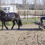 cavallo agrozootecnica san biagio (foto di Roberto Tocci)