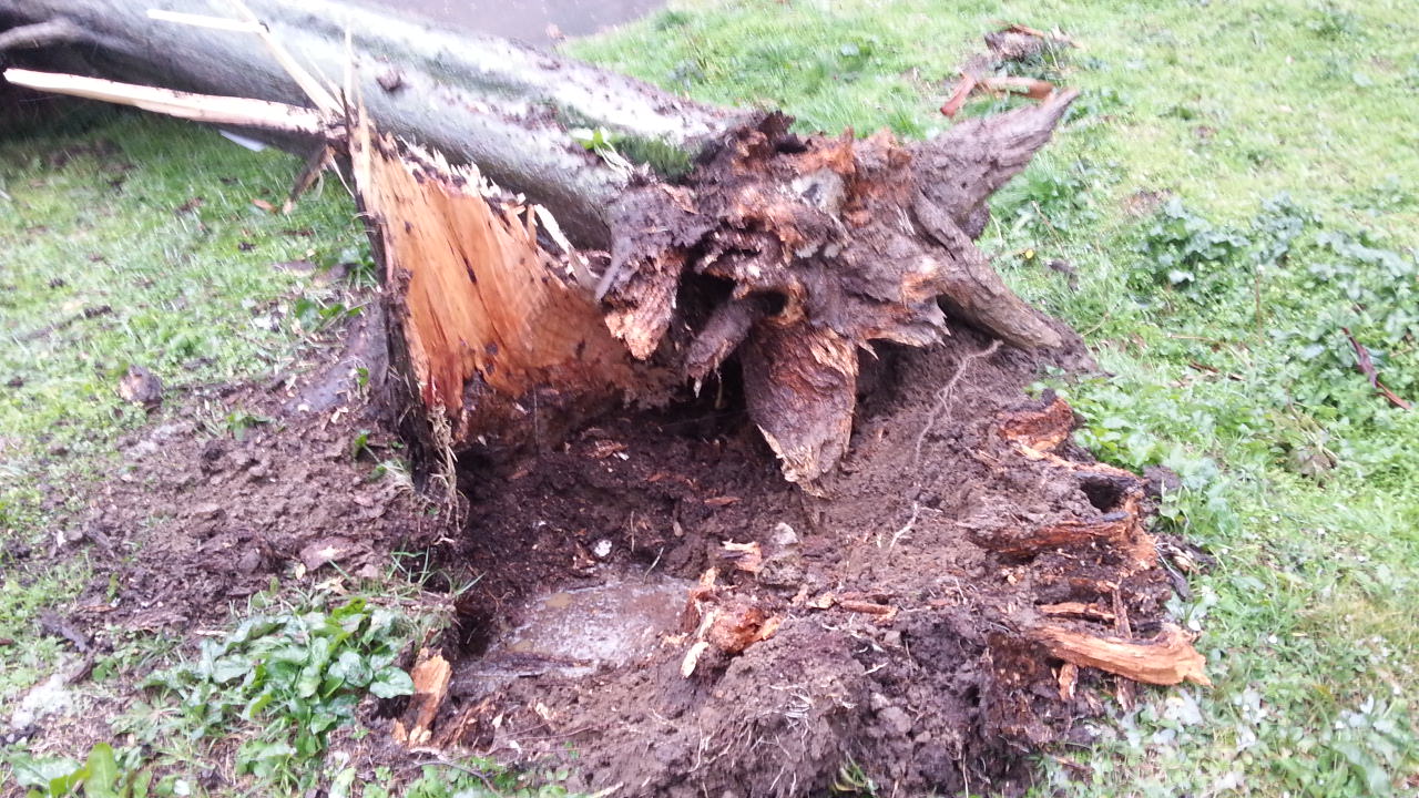 Nessun albero sarà abbattuto per fare spazio alla pista ciclabile a Lido