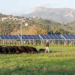 Pecorino fotovoltaico pastore pecore (foto Andrea Zani)